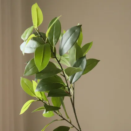 Ruscus Leaves