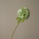Blomst Scabiosa - Botané Studio - Albert Vold Interiør AS