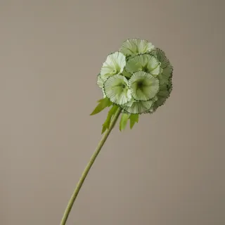 Blomst Scabiosa - Botané Studio - Albert Vold Interiør AS
