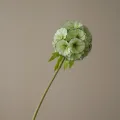 Blomst Scabiosa Lys Grønn