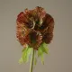 Blomst Scabiosa - Botané Studio - Albert Vold Interiør AS