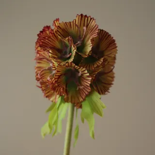 Blomst Scabiosa - Botané Studio - Albert Vold Interiør AS