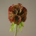 Blomst Scabiosa Lilla