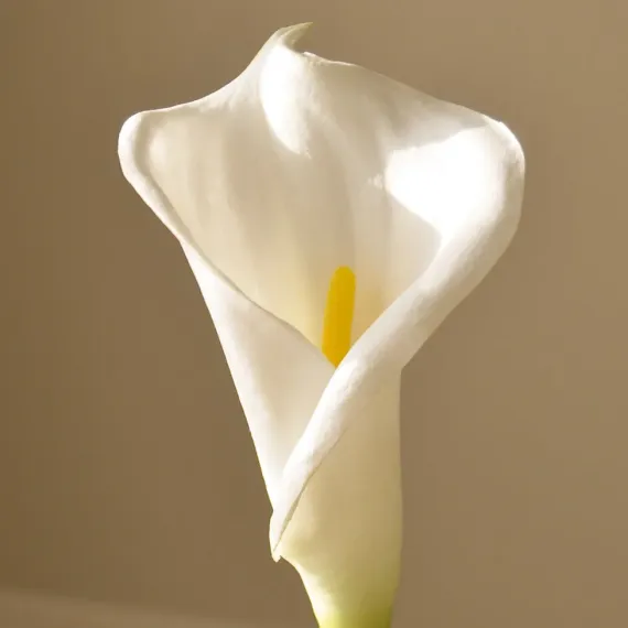 Blomst Calla Lily - Botané Studio - Albert Vold Interiør AS