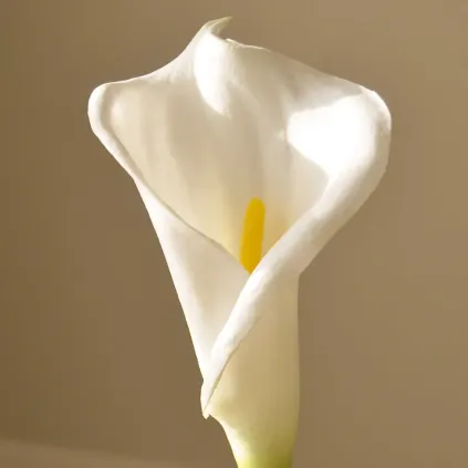 Blomst Calla Lily