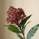 Blomst Skimmia Berry - Botané Studio - Albert Vold Interiør AS