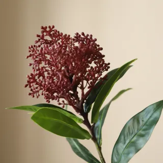 Blomst Skimmia Berry Lilla