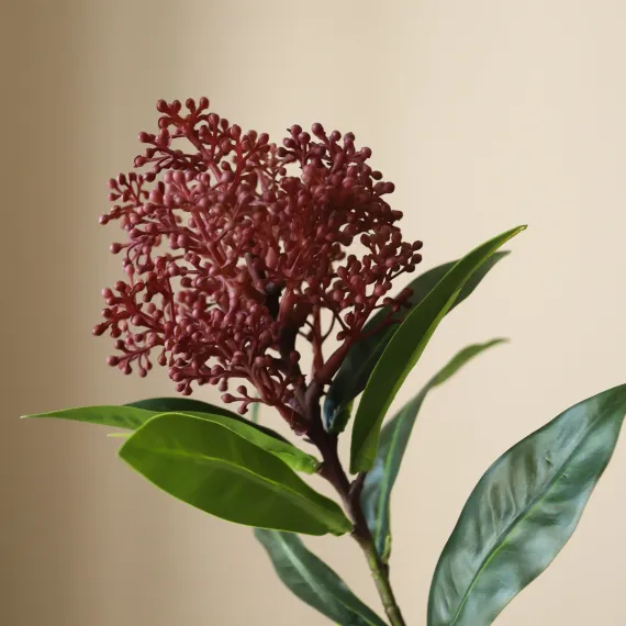 Blomst Skimmia Berry - Botané Studio - Albert Vold Interiør AS