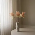 Blomst Cotinus rosa
