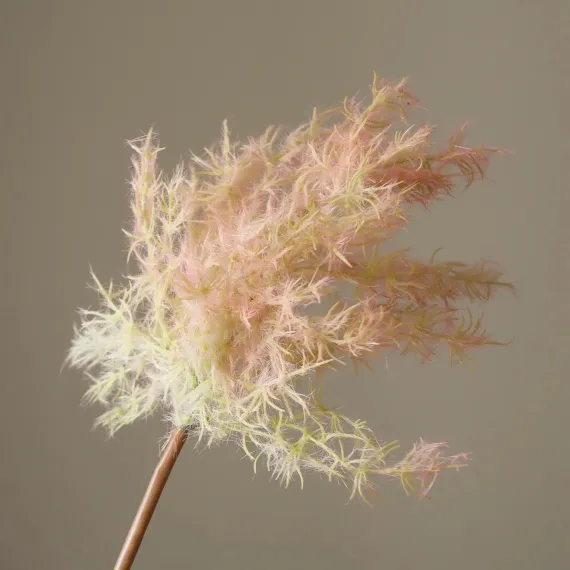 Blomst Cotinus Rosa- Botané Studio - Albert Vold Interiør AS
