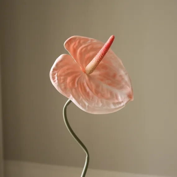 Blomst Anthurium- Botané Studio - Albert Vold Interiør AS