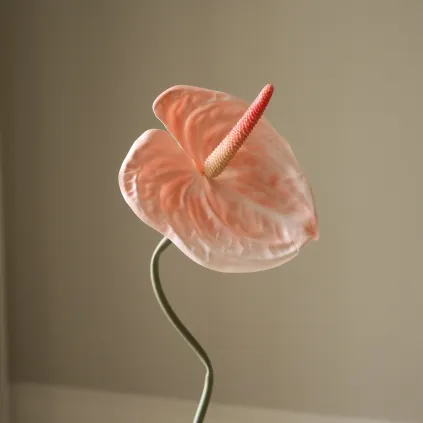 Blomst Anthurium Coral