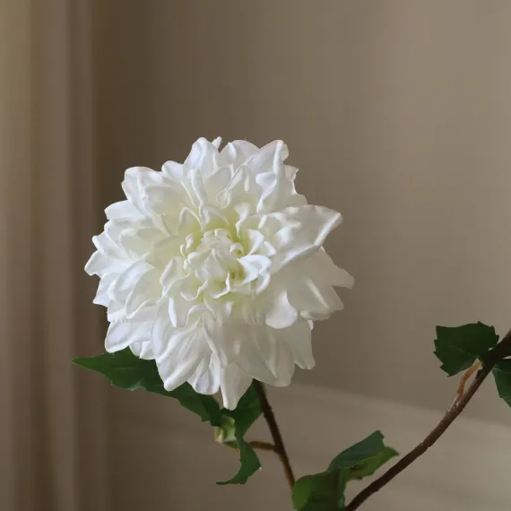 Blomst Dahlia Hvit