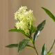 Blomst Skimmia Berry- Botané Studio - Albert Vold Interiør AS