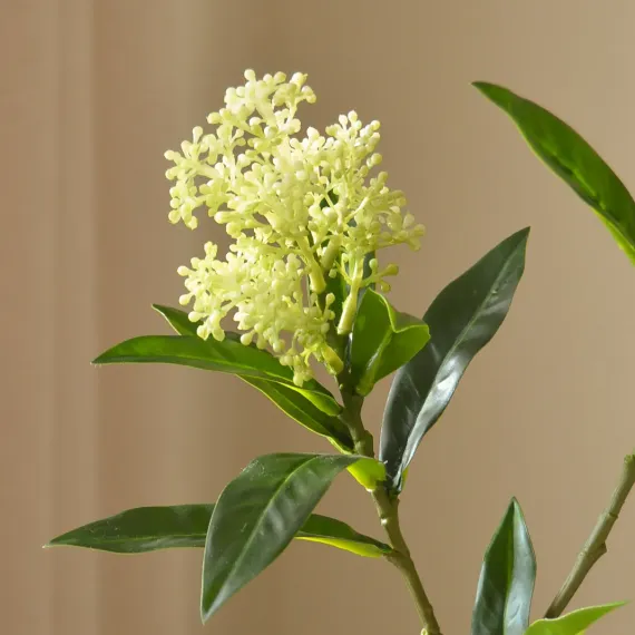 Blomst Skimmia Berry- Botané Studio - Albert Vold Interiør AS