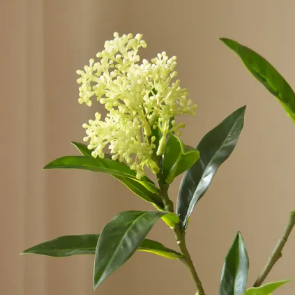 Blomst Skimmia Berry Lys Grønn