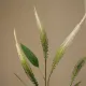 Blomst Amaranthus mini- Botané Studio - Albert Vold Interiør AS