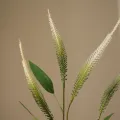 Blomst Amaranthus Mini