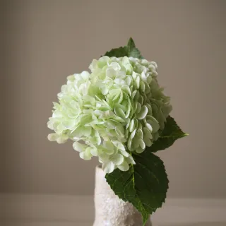 Blad Hydrangea Grønn