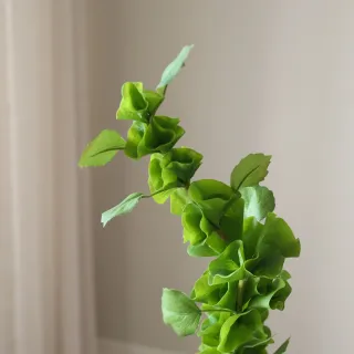 Blad Bells Of Ireland