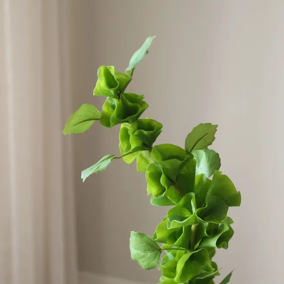 Blad bells of Ireland- Botané Studio - Albert Vold Interiør AS