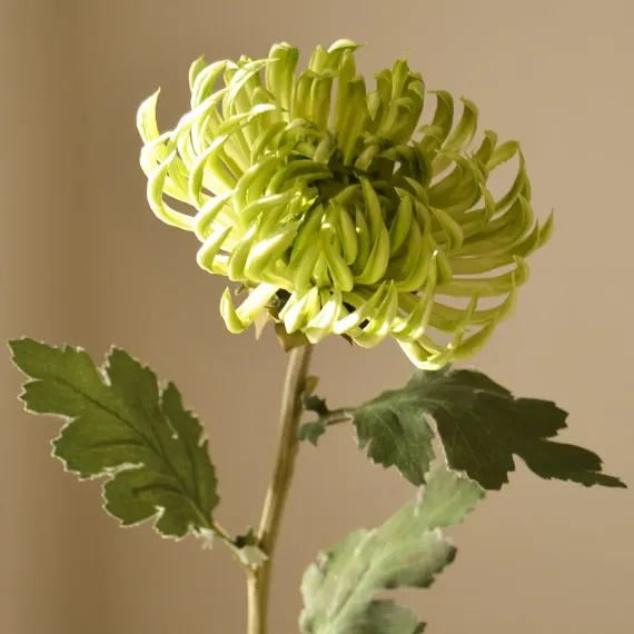 Blomst Dahlia lys grønn- Botané Studio - Albert Vold Interiør AS