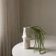 Blomst Amaranthus Grønn- Botané Studio - Albert Vold Interiør AS