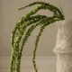 Blomst Amaranthus Grønn- Botané Studio - Albert Vold Interiør AS